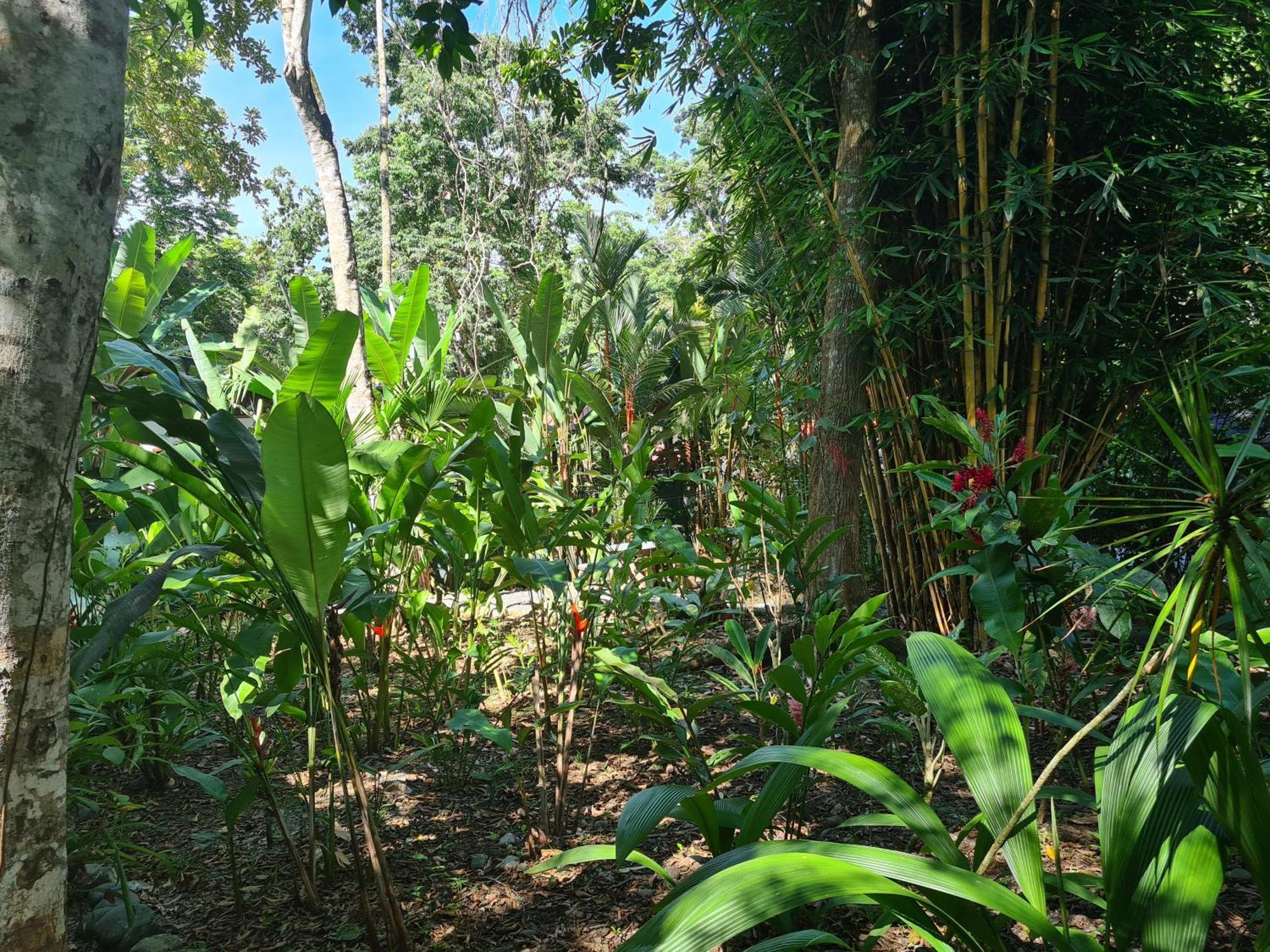 Puerto Viejo de TalamancaEl Jardin De Playa Negra别墅 外观 照片